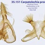 Attēlu rezultāti vaicājumam “Carpatolechia proximella”