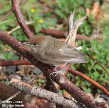 Attēlu rezultāti vaicājumam “Sylvia atricapilla”