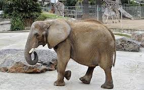 Image result for sad elephant
