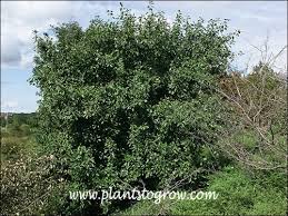 Attēlu rezultāti vaicājumam “Rhamnus cathartica”