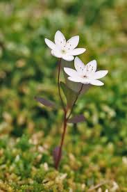 Attēlu rezultāti vaicājumam “Trientalis europaea leaf”