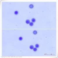 Attēlu rezultāti vaicājumam “Stemonitis marjana”