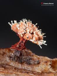 Attēlu rezultāti vaicājumam “Polycephalomyces tomentosus”