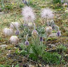 Attēlu rezultāti vaicājumam “Pulsatilla pratensis flower”