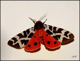 Attēlu rezultāti vaicājumam “Arctia caja imago”