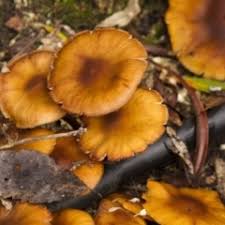 Attēlu rezultāti vaicājumam “Armillaria sp.”
