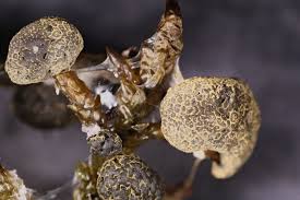 Attēlu rezultāti vaicājumam “Physarum virescens macro”