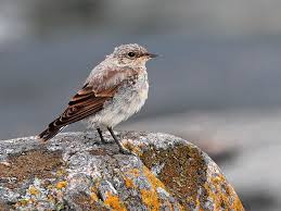 Attēlu rezultāti vaicājumam “Oenanthe oenanthe juvenile”