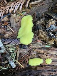 Attēlu rezultāti vaicājumam “Stemonitis flavogenita stalked”