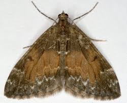 Attēlu rezultāti vaicājumam “Dysstroma truncata”