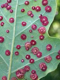 Attēlu rezultāti vaicājumam “Neuroterus albipes”