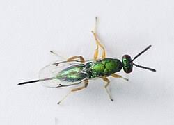 Attēlu rezultāti vaicājumam “Torymidae”