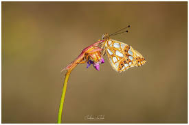 Attēlu rezultāti vaicājumam “Issoria lathonia upperside”