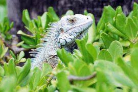 Attēlu rezultāti vaicājumam “Gyroweisia tenuis”