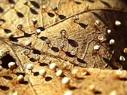 Attēlu rezultāti vaicājumam “Craterium aureonucleatum”