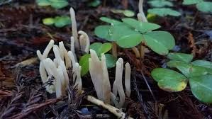 Attēlu rezultāti vaicājumam “Cribraria martinii stalked”