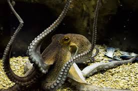 Image result for Octopus vulgaris