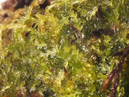 Attēlu rezultāti vaicājumam “Cephalozia connivens”