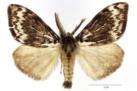 Attēlu rezultāti vaicājumam “Lymantria monacha imago”