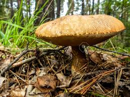Attēlu rezultāti vaicājumam “Suillus bovinus”
