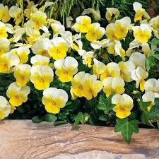 Image result for Viola cornuta