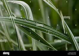 Attēlu rezultāti vaicājumam “Glyceria maxima leaf”