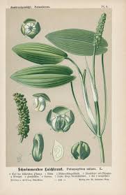 Attēlu rezultāti vaicājumam “Potamogeton natans”