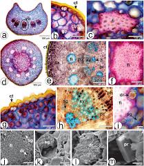 Attēlu rezultāti vaicājumam “Viscum album leaf”
