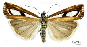 Attēlu rezultāti vaicājumam “Catoptria permutatellus”