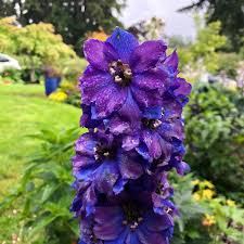 Attēlu rezultāti vaicājumam “Delphinium elatum”