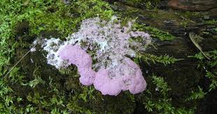 Attēlu rezultāti vaicājumam “Fuligo candida spores”