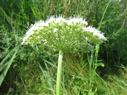 Attēlu rezultāti vaicājumam “Selinum carvifolia fruit”