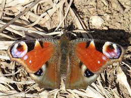 Attēlu rezultāti vaicājumam “Inachis io underside”