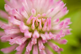 Attēlu rezultāti vaicājumam “Trifolium pratense flower”