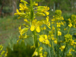 Attēlu rezultāti vaicājumam “Barbarea vulgaris subsp. arcuata flower”