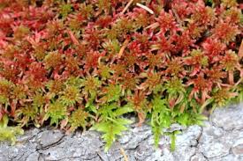 Attēlu rezultāti vaicājumam “Sphagnum warnstorfii”