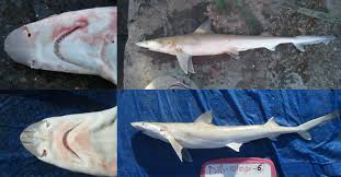 Image result for Paragaleus pectoralis