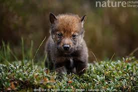 Attēlu rezultāti vaicājumam “Canis lupus”