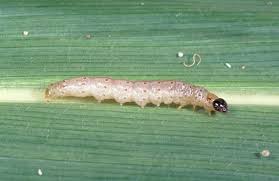 Attēlu rezultāti vaicājumam “Euura brevicornis larva”