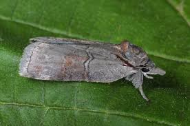 Attēlu rezultāti vaicājumam “Nycteola sp.”