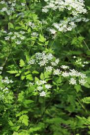 Attēlu rezultāti vaicājumam “Chaerophyllum aromaticum flower”