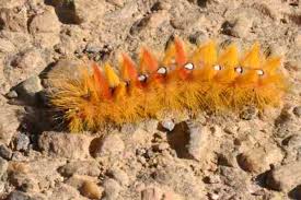 Attēlu rezultāti vaicājumam “Acronicta aceris larva”