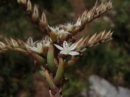 Attēlu rezultāti vaicājumam “Sedum pallidum”