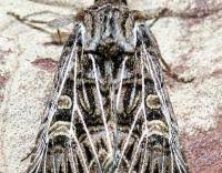 Attēlu rezultāti vaicājumam “Tholera decimalis male”