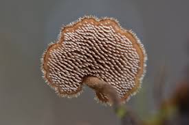 Attēlu rezultāti vaicājumam “Auriscalpium vulgare”