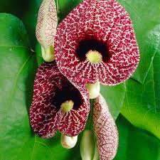 Attēlu rezultāti vaicājumam “Aristolochia durior flower”