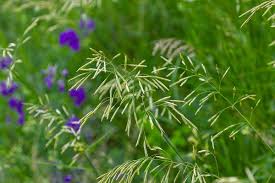 Attēlu rezultāti vaicājumam “Bromus secalinus”