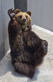 Image result for brown bear