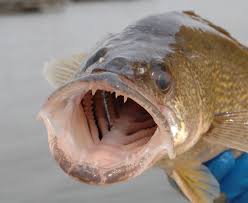 Image result for Sander vitreus