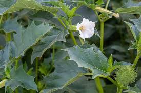 Image result for Datura stramonium